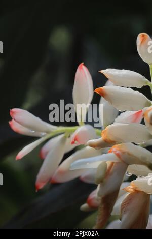 fleurs de cardamome (badi elaichi) fleuries au printemps, de belles fleurs exotiques ressemblent à une orchidée, cardamome traditionnellement utilisé comme plante médicinale Banque D'Images