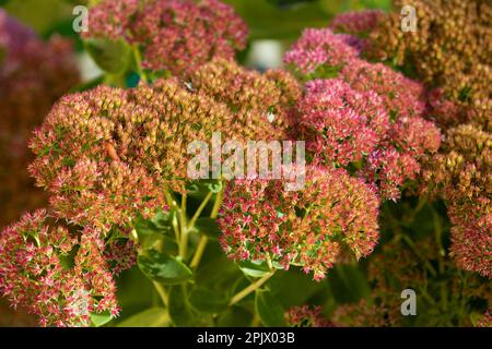 Gros plan sur les couleurs vives d'une plante de sedum en fleur. Banque D'Images