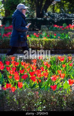 Londres, Royaume-Uni. 4 avril 2023. Météo au Royaume-Uni – Tulips en pleine floraison lors d'une journée ensoleillée à Holland Park. Le bureau met prévoit une hausse des températures pour le week-end des fêtes de Pâques. Credit: Stephen Chung / Alamy Live News Banque D'Images