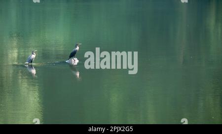 Paire de cormorans à crête double Nannopterum auritum) perchée de roches avec des relitions vertes sur la rivière. Banque D'Images