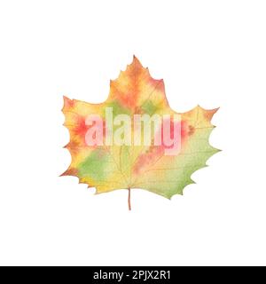 Feuille d'aquarelle d'automne - vert, rouge, marron, or. Isolé sur fond blanc. Illustration d'automne pour les ventes, carte de vœux, invitation. Banque D'Images