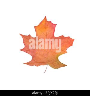 aquarelle automne feuille - érable brun. illustration isolée sur fond blanc. créez des cartes de vœux antibrouillard, invitation, papier peint, imprimer. Banque D'Images