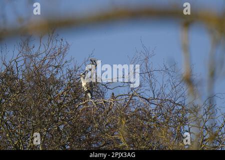 Grey Heron - région cinerea dans sa soirée roost. Banque D'Images