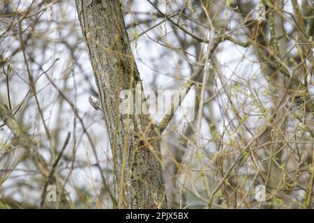 Treecreeper - Certhia familiaris escalade un vieux saule. Banque D'Images