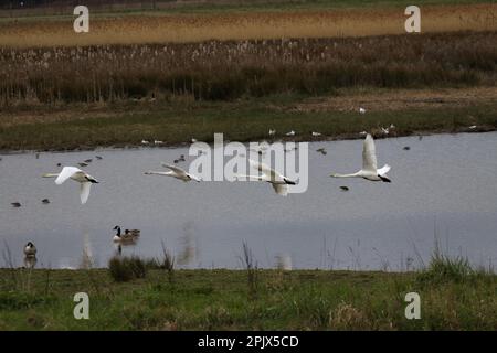 Swans de Whooper - Cygnus cygnus décollage Banque D'Images