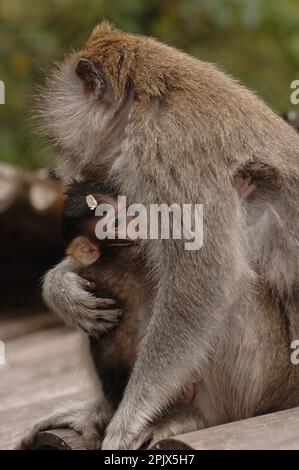 Une macaque de singe balinais à queue longue avec sa nouvelle baie, Bali Banque D'Images
