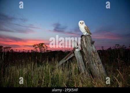 Hibou de la grange (Tyto alba) au coucher du soleil Banque D'Images