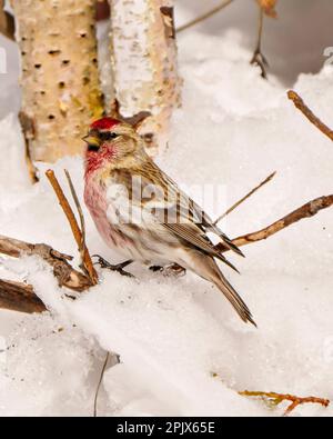 Vue de côté en gros plan du Red Poll pendant la saison d'hiver perchée avec un bouleau et un fond de neige dans son environnement et son habitat environnant. Co Banque D'Images