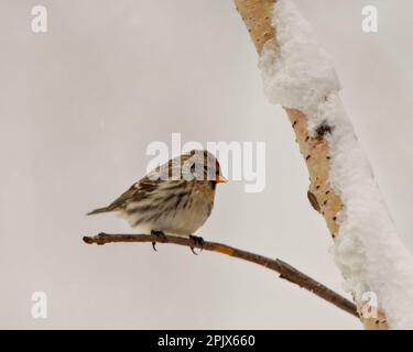 Vue rapprochée du Red Poll perchée sur une branche en hiver avec de la neige qui tombe et un arrière-plan flou dans son environnement et son habitat environnant. R commun Banque D'Images