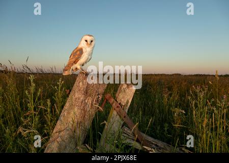 Hibou de la grange (Tyto alba) au coucher du soleil Banque D'Images