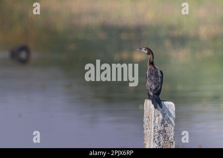 Un Cormorant reposant sur un pilier Banque D'Images