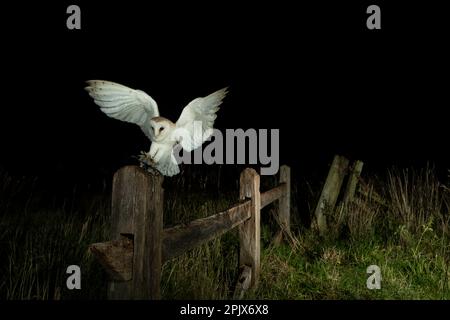 Le hibou de la grange (Tyto alba) débarque sur un poteau Banque D'Images