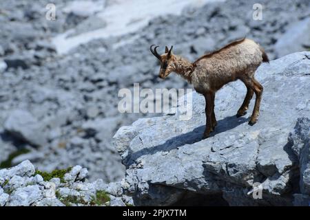 Chamois le long du Val di Rose dans le Parc National des Abruzzes, Italie Banque D'Images