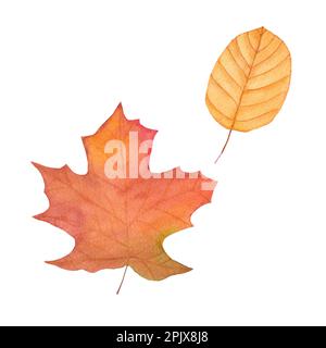 feuilles d'automne aquarelle - marron, vert, rouge, or. illustration d'automne pour cartes de vœux, invitations, tissus, imprimés. conception isolée sur fond blanc Banque D'Images