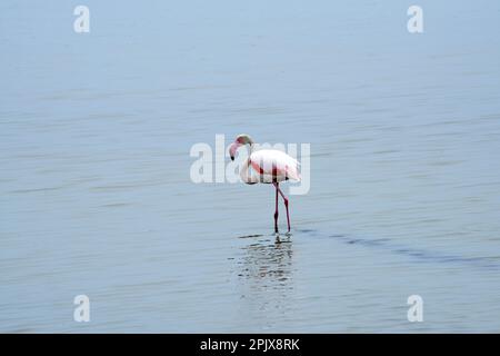 Les véritables stars des poêles à sel Cervia sont les plus de 5 000 flamants roses élégants. Les poêles à sel Cervia, dans le parc du delta du po, sont une crique d'oasis naturelle Banque D'Images