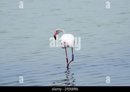 Les véritables stars des poêles à sel Cervia sont les plus de 5 000 flamants roses élégants. Les poêles à sel Cervia, dans le parc du delta du po, sont une crique d'oasis naturelle Banque D'Images