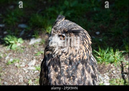 La chouette à cornes, le nom de genre Bubo est latin pour la chouette-aigle eurasienne. Photo prise en captivité à Aprica, Lombardie, Italie, Europe Banque D'Images