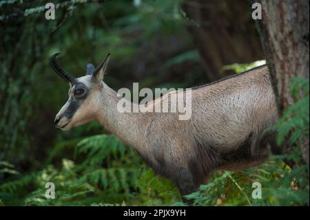 Rupicapra rupicapra est un genre d'antilope de chèvre appelé chamois. Photo prise en captivité à Aprica, Lombardie, Italie, Europe Banque D'Images