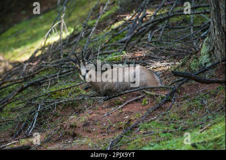 Rupicapra rupicapra est un genre d'antilope de chèvre appelé chamois. Photo prise en captivité à Aprica, Lombardie, Italie, Europe Banque D'Images