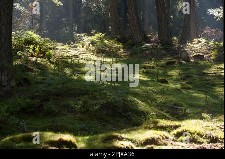 L'habitat de l'ibex alpin (Capra ibex), également connu sous le nom de steinbock, bouquetin, ou simplement ibex. Photo prise en captivité à Aprica, Lombardie, Ital Banque D'Images