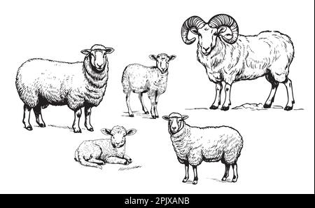 Mouton RAM Lamb famille dessin à la main Illustration vectorielle Agriculture Illustration de Vecteur