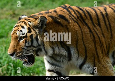 Le tigre de Sibérie est un tigre d’une population spécifique de la sous-espèce Panthera tigris tigris originaire de l’extrême-Orient russe, dans le nord-est de la Chine. Image Banque D'Images