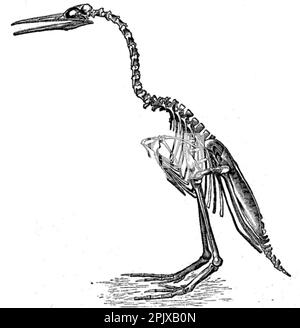 Hesperornis regalis, une espèce d'oiseau sans dents ancien, tel que dessiné par Othniel Marsh, et publié dans son livre, Odontornithes: A Monograph on the Extinct Birds dented of North America. Banque D'Images