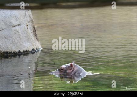 L'hippopotame (Hippopotamus amphibius) ou; l'hippopotame commun ou l'hippopotame de rivière. Photo prise en captivité à Zoom, Cumiana, Turin, Piémont Banque D'Images