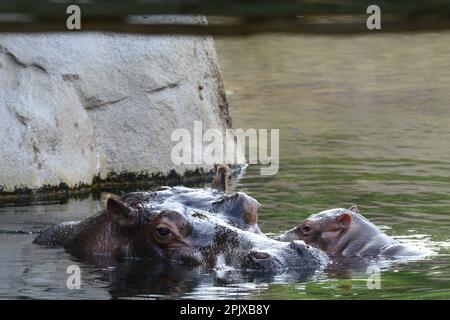 L'hippopotame (Hippopotamus amphibius) ou; l'hippopotame commun ou l'hippopotame de rivière. Photo prise en captivité à Zoom, Cumiana, Turin, Piémont Banque D'Images