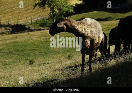 Pâturage des moutons pour la production laitière de fromage pecorino à Gavinana. Pistoia; Toscane; Italie; Pistoia; Toscane; Italie ; Europe Banque D'Images