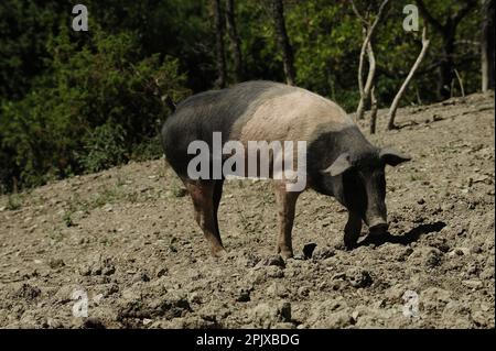 Élevage de cochons Cinta Senese à la ferme Savigni à Sambuca Pistoiese di Pavana; Pistoia; Toscane; Italie; Europe Banque D'Images