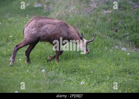 Rupicapra rupicapra est un genre d'antilope de chèvre appelé chamois. Photo prise dans le désert de Valnontey, Valle d'Aoste, Italie, Europe Banque D'Images