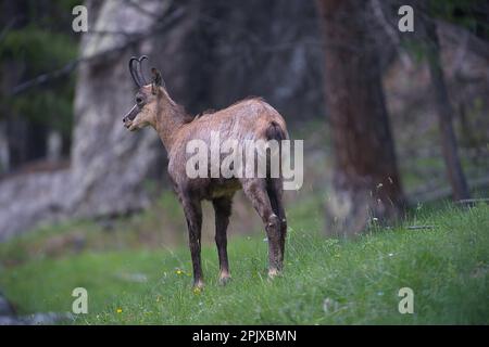 Rupicapra rupicapra est un genre d'antilope de chèvre appelé chamois. Photo prise dans le désert de Valnontey, Valle d'Aoste, Italie, Europe Banque D'Images