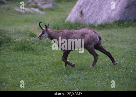 Rupicapra rupicapra est un genre d'antilope de chèvre appelé chamois. Photo prise dans le désert de Valnontey, Valle d'Aoste, Italie, Europe Banque D'Images