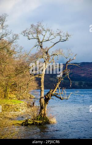 Un vieux arbre se dresse sur la rive du lac Ullswater sous le soleil d'hiver. Banque D'Images