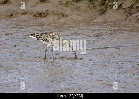 Le Courlis eurasien dans un fossé boueux à marée basse à Thornham Norflok Banque D'Images