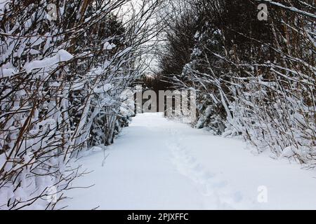 Un sentier de randonnée couvert de neige bordé d'arbres couverts d'une couche de neige fraîche, en hiver. Banque D'Images