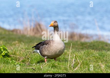 Une oie des graylags sauvage, Anser anser, sur les marais CLEY à Norfolk. Banque D'Images