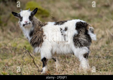 Portrait d'enfant de British Wild Goat Banque D'Images