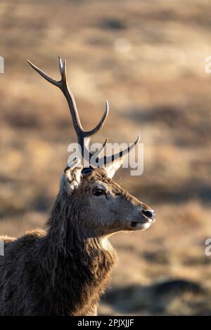 Portraits de Red Deer Stag à une seule antred Banque D'Images