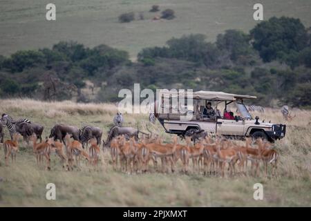 Près des animaux sauvages - un véhicule de safari avec un touriste juste devant les impalas, zèbres et wildebets dans l'immensité de la Mara Masai au Kenya. Banque D'Images