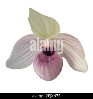 Orchidée aquarelle Paphiopedilum. Illustration réaliste de la glisse de Vénus Banque D'Images