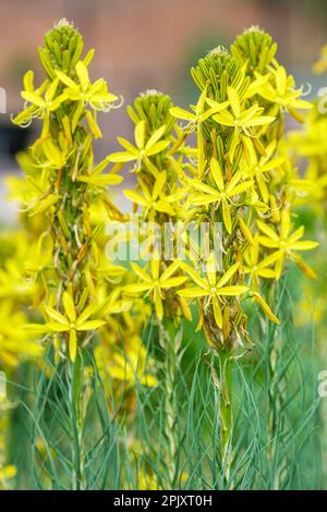 Asphodeline lutea, asphodel, fleurs jaunes parfumées à 3cm en travers, dans des ratons laveurs denses à la fin du printemps Banque D'Images