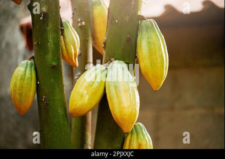 Thème de récolte cacao. Groupe prêt à mûr de fruits de cacao de yelow vue rapprochée sur un arrière-plan de ferme flou Banque D'Images