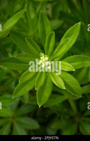 Plante douce de woodruff vert frais avec bourgeons gros plan à l'extérieur Banque D'Images