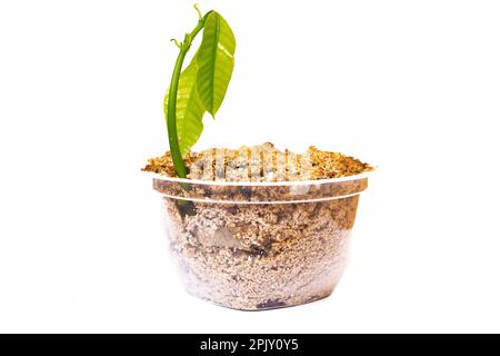 Un petit germe d'une plante dans un bocal est isolé sur un fond blanc Banque D'Images