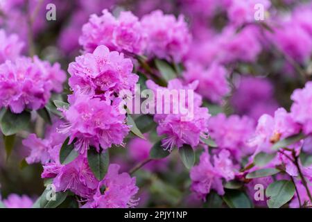 Gros plan du rosier fleuri Rhododendron 'PJ Mezitt' Banque D'Images