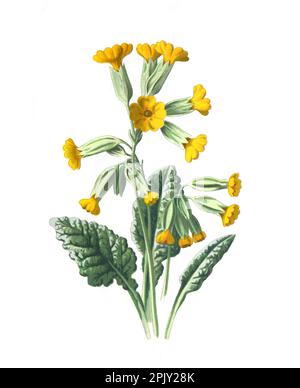 Fleur de cowslip ou de pimrose commune. (primula veris) le pirose de vache, le pimrose de cowslip. Illustration antique de fleurs dessinées à la main. Fleurs anciennes et millésimes. Banque D'Images