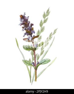 Fleur de Bugle. (Ajuga reptans) haute herbe de sauvetage ou festuca arrundiacea Antique main fleurs illustration. Fleurs sauvages anciennes et vintage. Banque D'Images