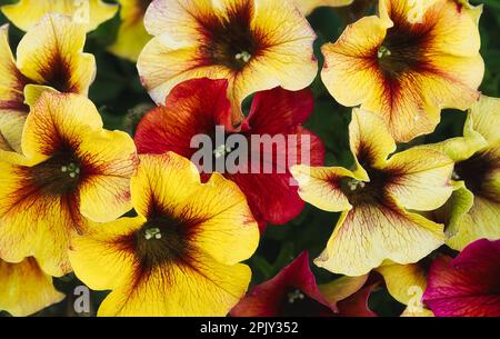 Gros plan des fleurs pétunia aux couleurs vives, jaunes et rouges Banque D'Images